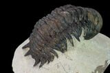 Crotalocephalina Trilobite - Foum Zguid, Morocco #165957-4